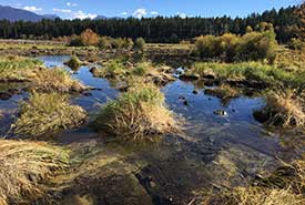 Once a farm field, now a new wetland (Photo by NCC)